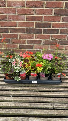 Lot 1026 - tray of 10 ivy Geranium