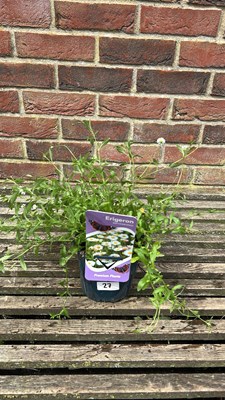 Lot 1027 - Erigeron Mexican Fleabane