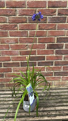Lot 1028 - Blue agapanthus- Ever Saphire