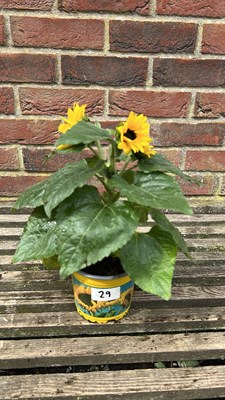 Lot 1029 - potted sunflower