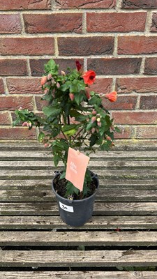 Lot 1030 - orange Abutilon