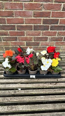 Lot 1031 - tray of 10 non stop begonia