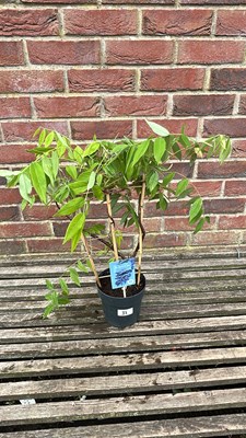 Lot 1032 - Patio Wisteria- Nolina