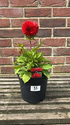 Lot 1033 - large dahlia - Grandalia Red