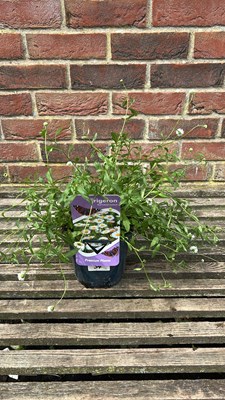 Lot 1034 - Erigeron Mexican fleabane