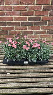 Lot 1035 - tray of 10 dianthus