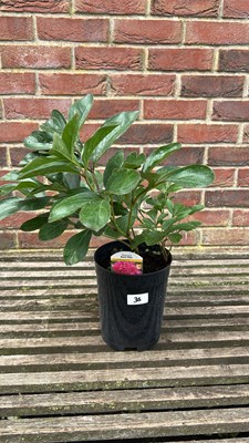 Lot 1036 - Peony - best man