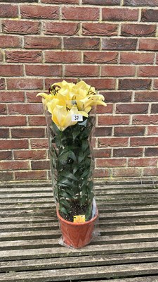 Lot 1037 - Pot of Lilies