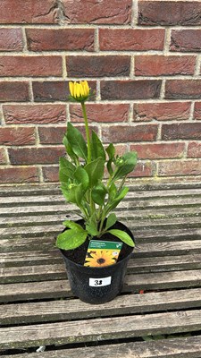 Lot 1038 - Rudbeckia Golden Toffee