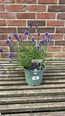 Lot 1039 - Hidcote lavender