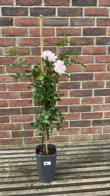 Lot 1040 - Climbing rose - new dawn
