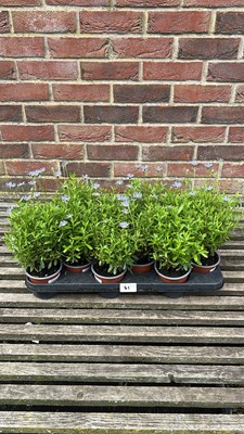 Lot 1041 - tray of 12 Felicia