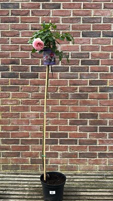 Lot 1042 - standard Eden rose
