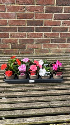 Lot 1043 - tray of 10 New Guinea impatients