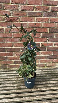 Lot 1044 - Passion flower blooming dreams