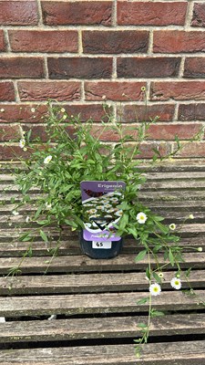 Lot 1045 - Erigeron Mexican fleabane