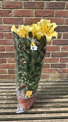 Lot 1046 - Pot of Lilies