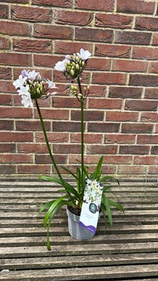 Lot 1047 - Agpanthus sparkle