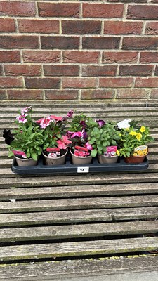 Lot 1048 - tray of 10 mixed bedding/basket plants