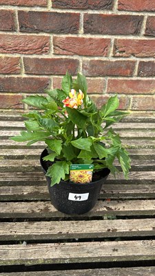 Lot 1049 - dahlia lubega power - tricolour