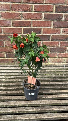 Lot 1050 - patio Abutilon