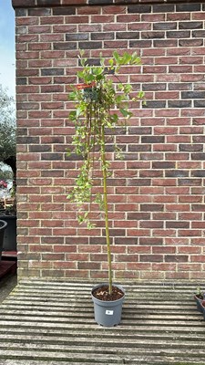 Lot 1051 - salix Kilmarnock weeping pussy willow tree