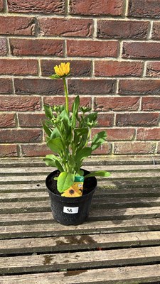 Lot 1053 - rudbeckia golden toffee