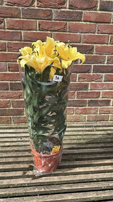 Lot 1054 - Pot of Lilies