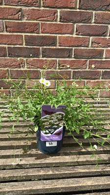 Lot 1055 - Erigeron Mexican fleabane
