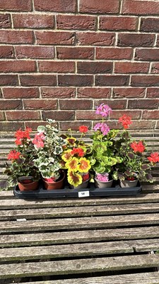 Lot 1056 - tray of 10 trailing Ivy geraniums