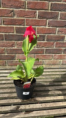 Lot 1057 - Canna - Cannova f1 rose