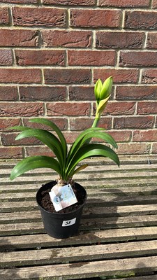 Lot 1058 - white amaryllis- arctic nymph