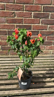 Lot 1059 - orange patio Abutilon