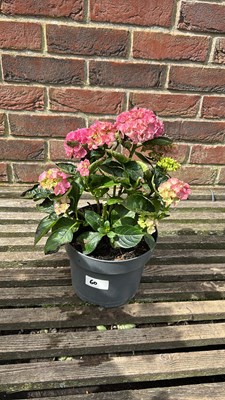 Lot 1060 - pink hydrangea