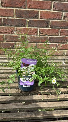 Lot 1061 - Erigeron Mexican fleabane