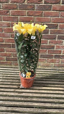 Lot 1062 - Pot of Lilies