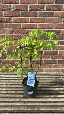Lot 1063 - dwarf wisteria Nolina