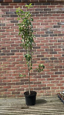 Lot 1064 - Pyrus Communis ‘Bon Chretien Williams’ pear tree