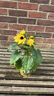 Lot 1065 - potted sunflower