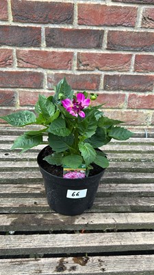 Lot 1066 - Dahlia - Lubega power violet bicolour