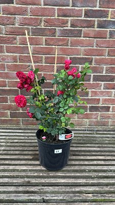 Lot 1067 - floribunda scented rose - raspberry ripple