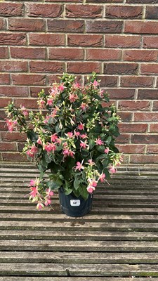 Lot 1068 - hardy star fuchsia