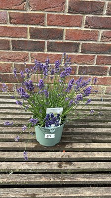 Lot 1069 - hidcote lavender