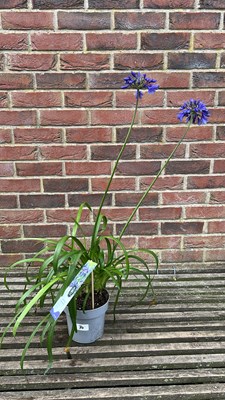 Lot 1070 - Agapanthus - Ever Saphire