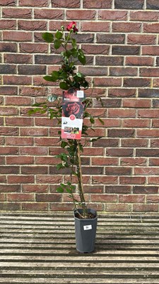 Lot 1071 - red climbing rose - Mushimara