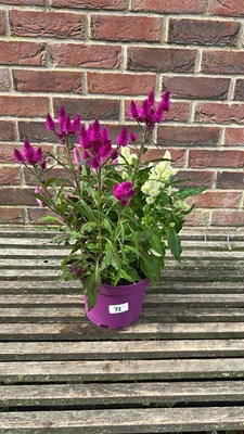 Lot 1072 - mixed colours patio celosia