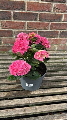 Lot 1073 - pink hydrangea