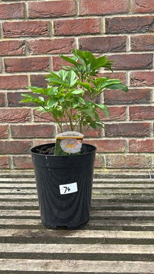 Lot 1074 - white peony Krinkle white