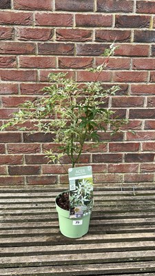 Lot 1075 - Acer - Ukigumo