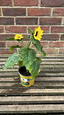 Lot 1076 - potted sunflower